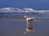 A Day at the Beach, Dalmatian